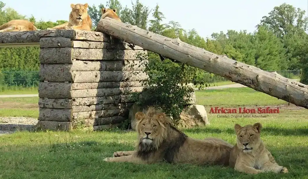 african lion safari tickets