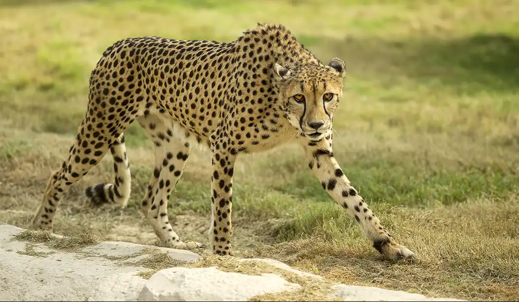 Cheetah at Dubai Safari Park